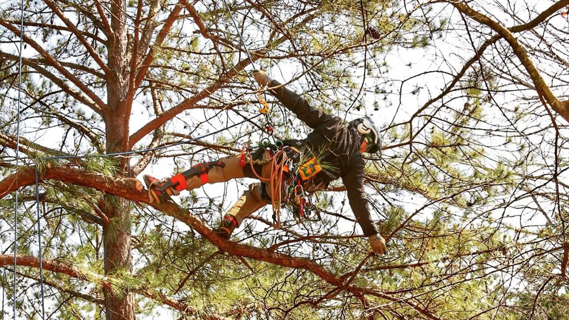 Tree Care Banner Image