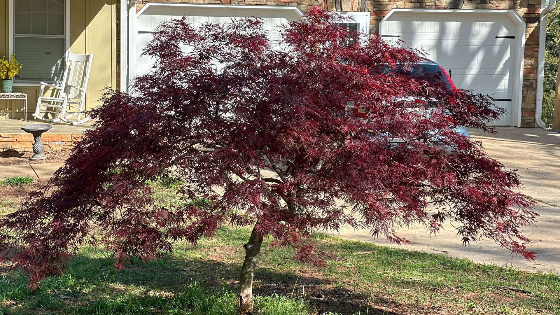 tree prunning image