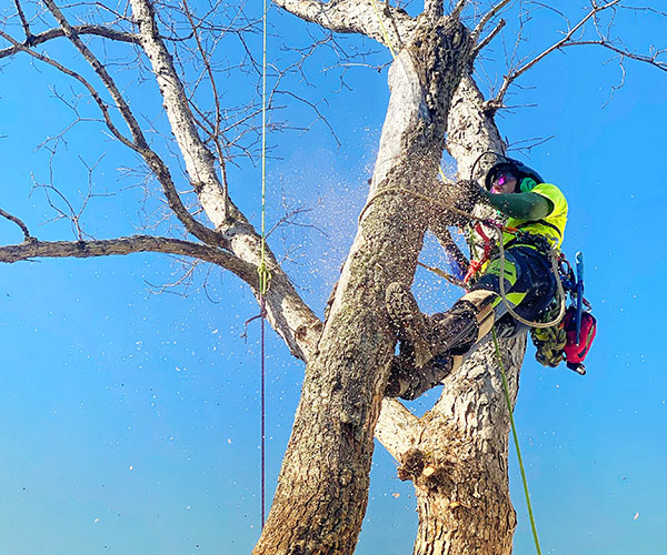 Tree Removal Banner Image