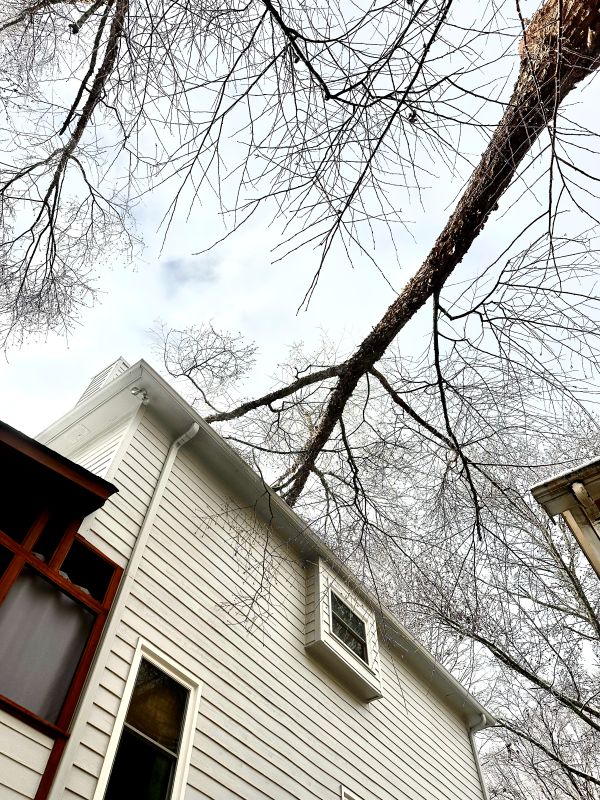 Emergency Tree Removal in Pinewalk Subdivision, Johns Creek