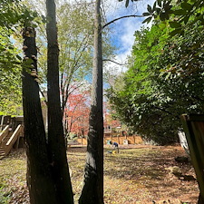 Expert-Emergency-Tree-Removal-in-Doublegate-Subdivision 3