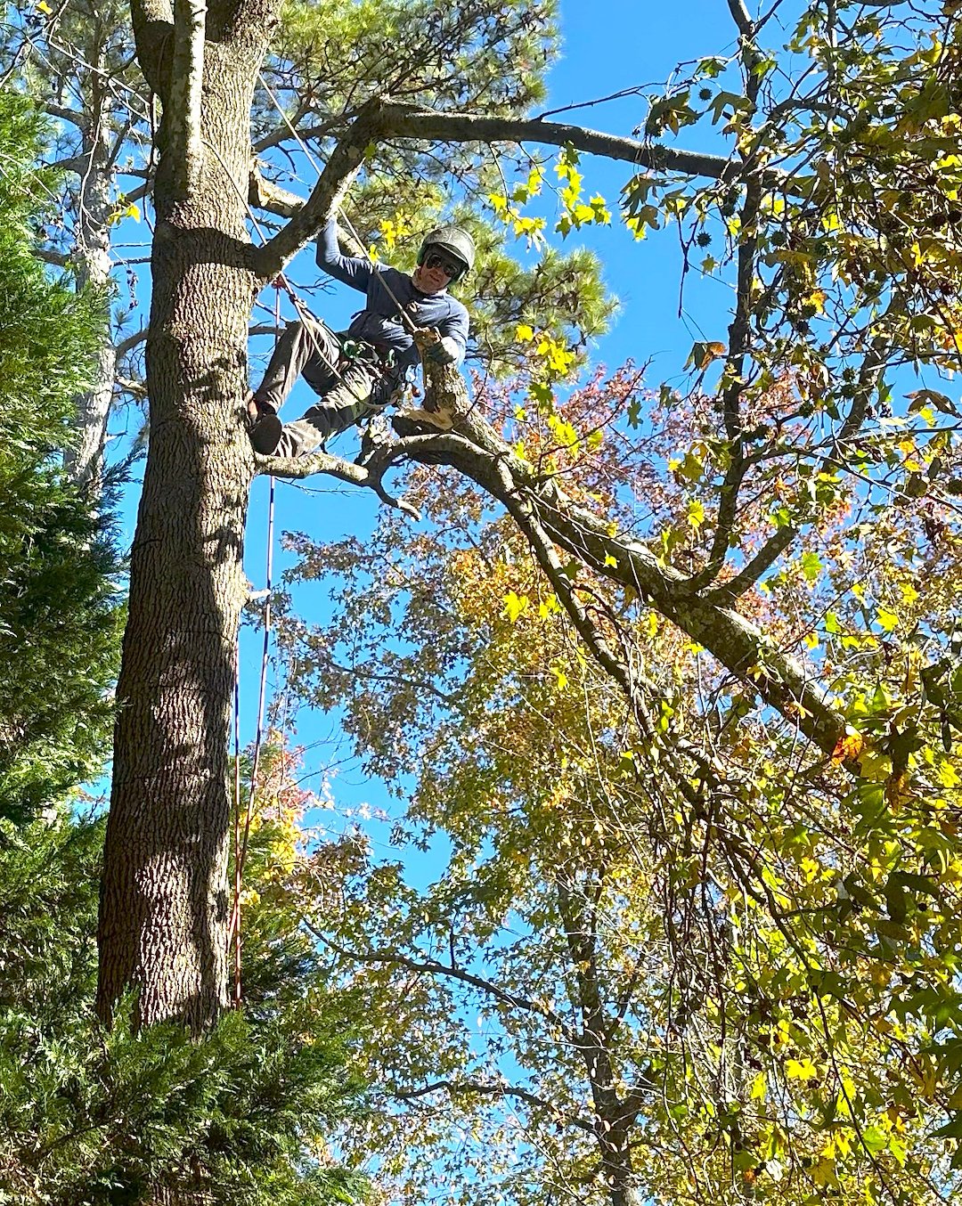 Storm Damaged Pine Removal in Silver Ridge Subdivision 