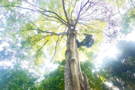 Arborist Consulting Thumbnail