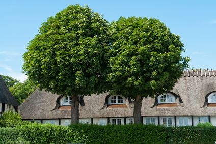 Ornamental Tree Pruning