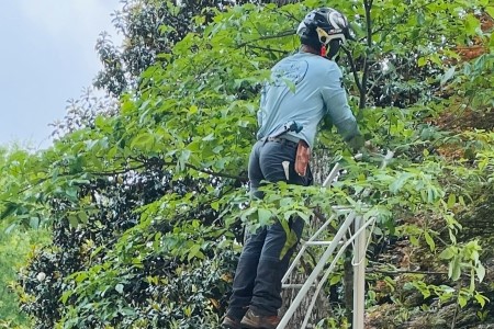 Ornamental Tree Pruning Thumbnail