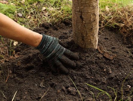 Root Pruning & Tree Health Thumbnail