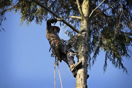 Tree Pruning Thumbnail