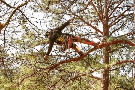 Tree Pruning Thumbnail